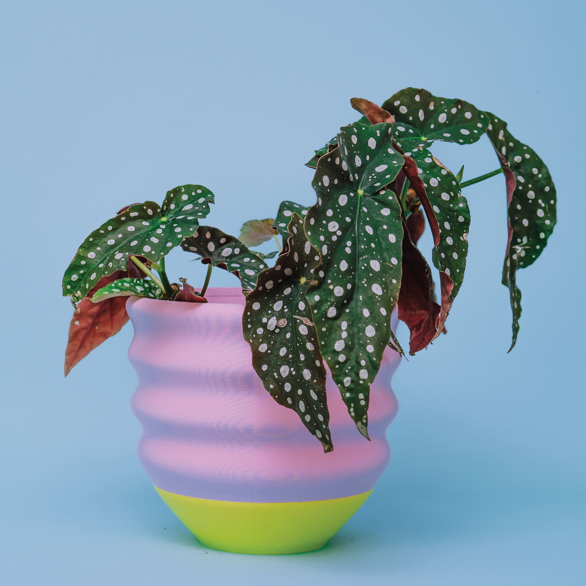 plant coffin pot big lots The Biggle Planter for 7" Plants – Object Lover